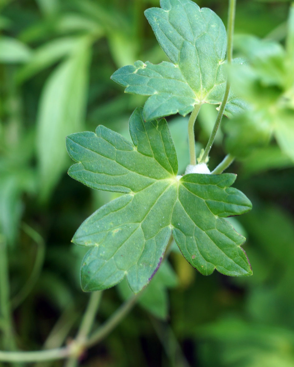 Изображение особи Geranium wlassovianum.