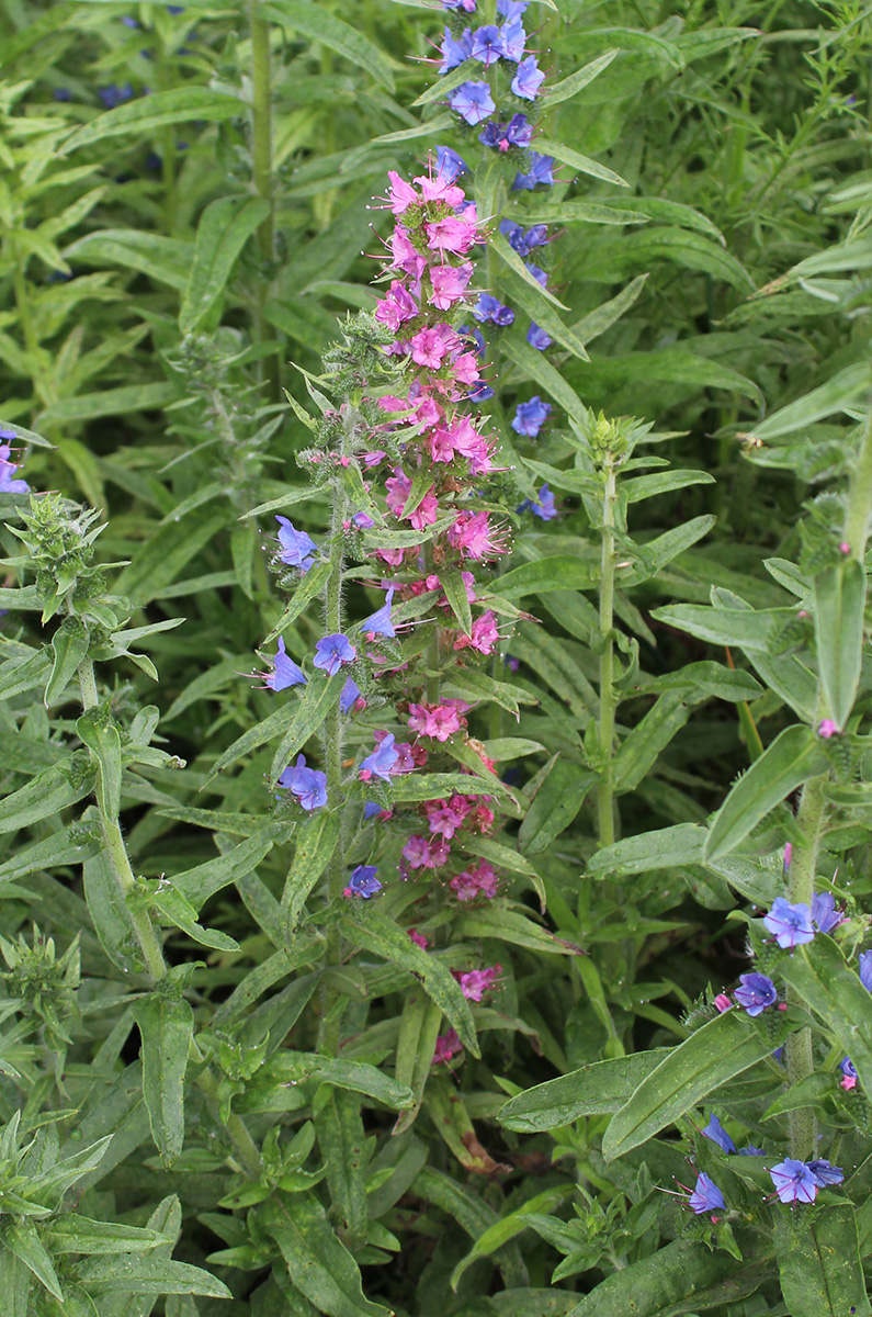 Изображение особи Echium vulgare.