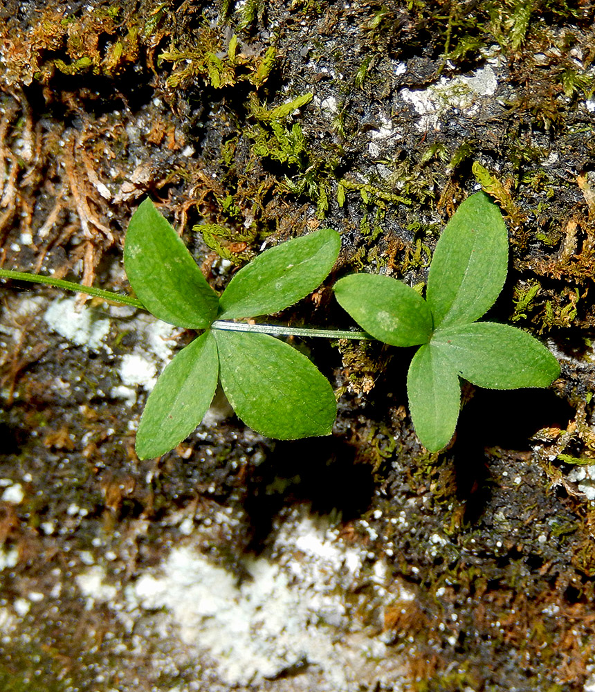 Изображение особи Galium valantioides.
