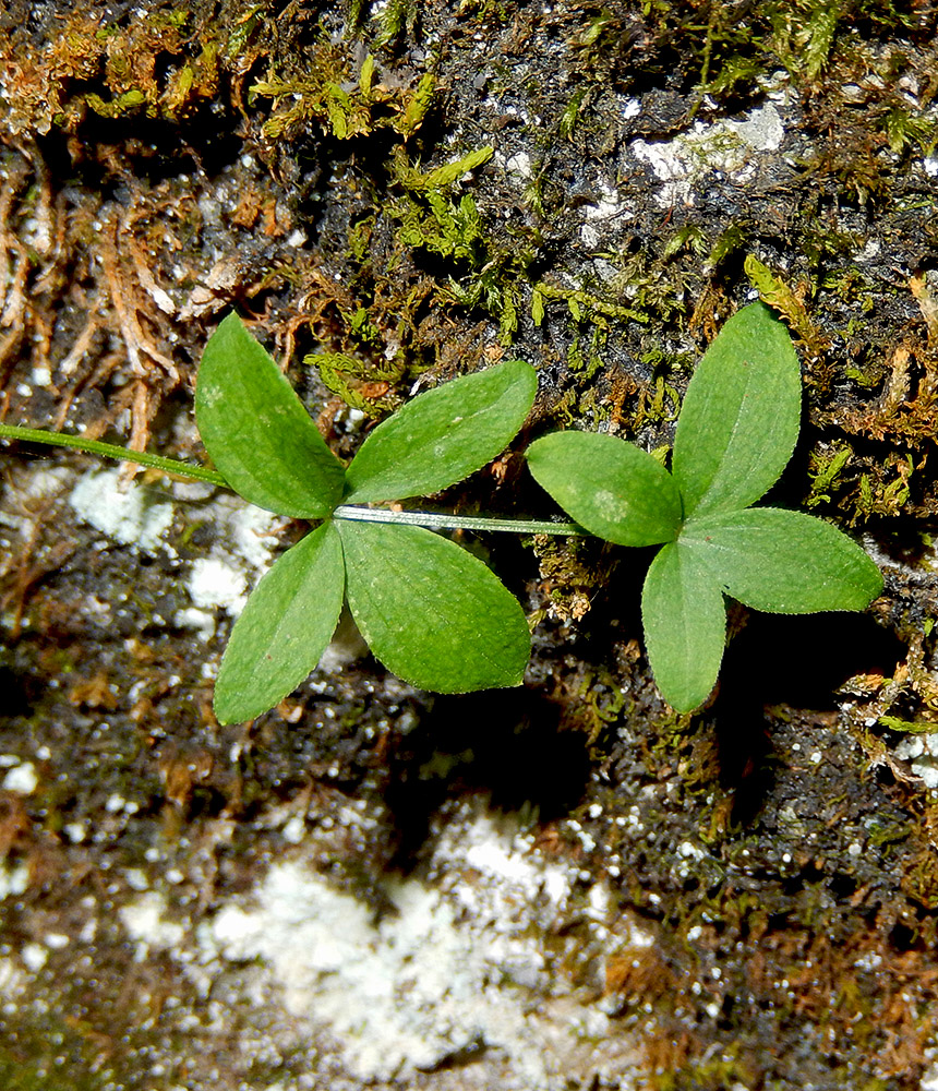 Image of Galium valantioides specimen.