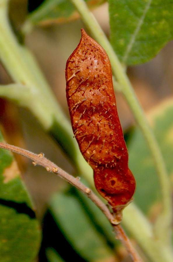 Изображение особи Glycyrrhiza glandulifera.