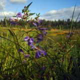 Scutellaria galericulata. Верхушка цветущего растения. Свердловская обл., окр. г. Североуральск, окраина болота. 11.07.2007.