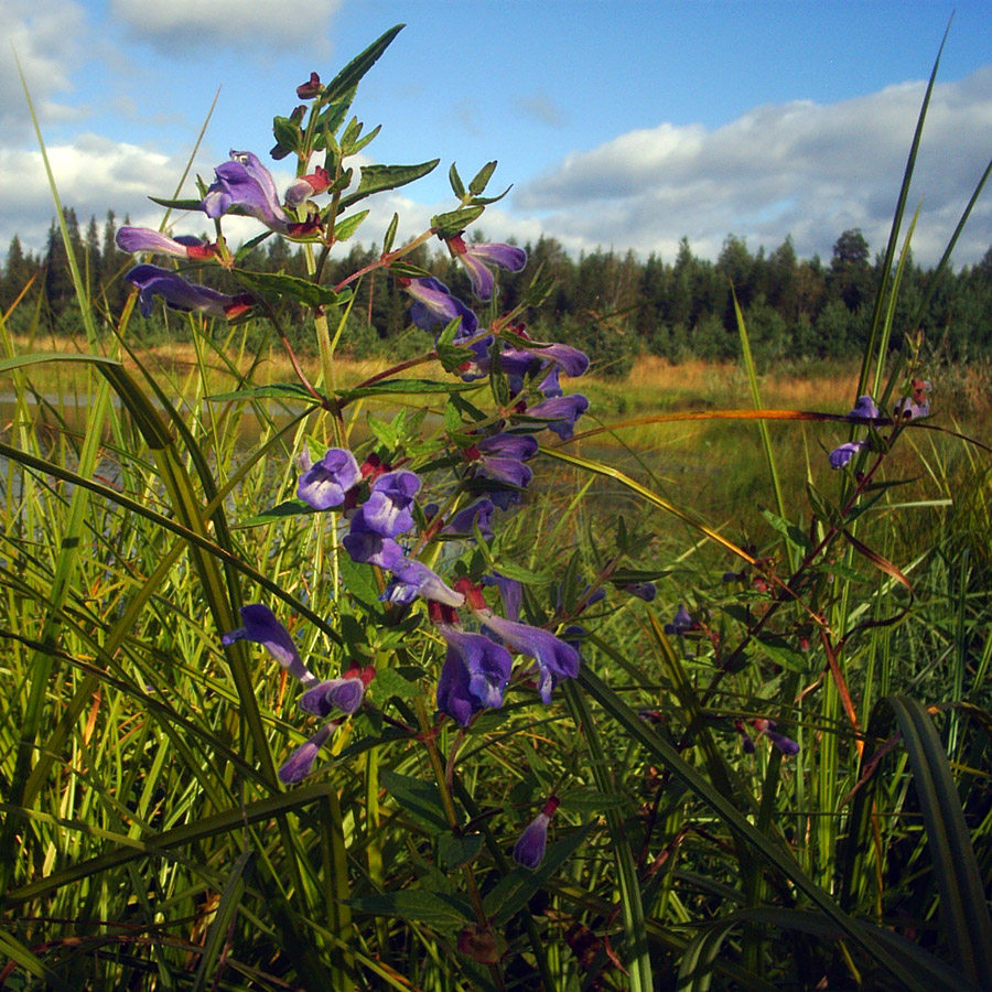 Image of Scutellaria galericulata specimen.