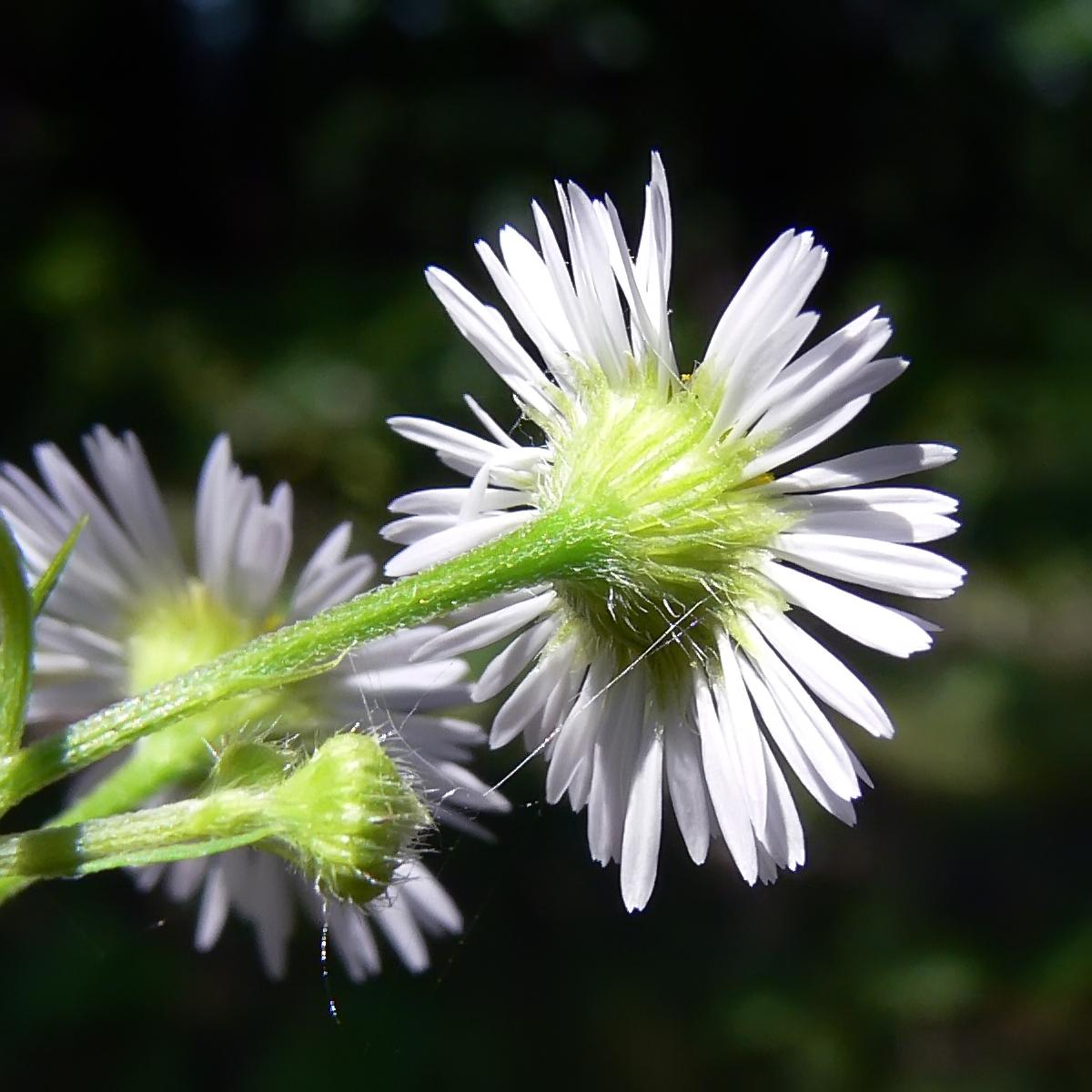 Image of Erigeron strigosus specimen.