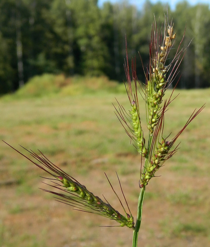 Image of Echinochloa crus-galli specimen.