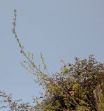 Anisodontea capensis