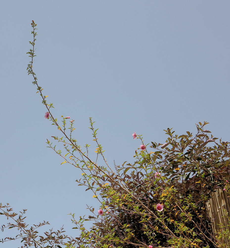 Image of Anisodontea capensis specimen.