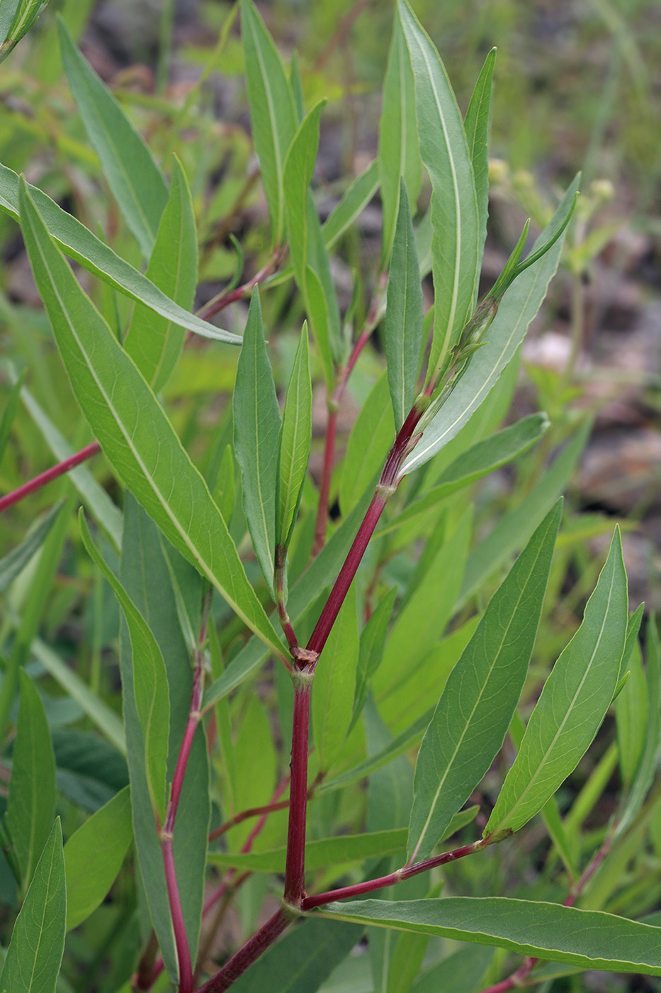 Изображение особи Aconogonon divaricatum.