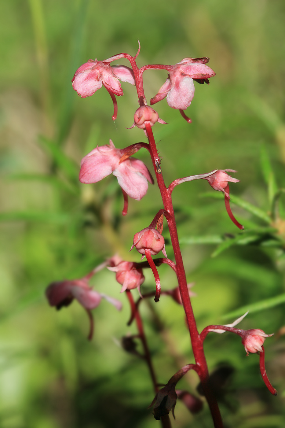 Image of Pyrola incarnata specimen.