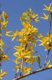 Forsythia &times; intermedia