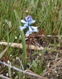 Hyacinthella leucophaea