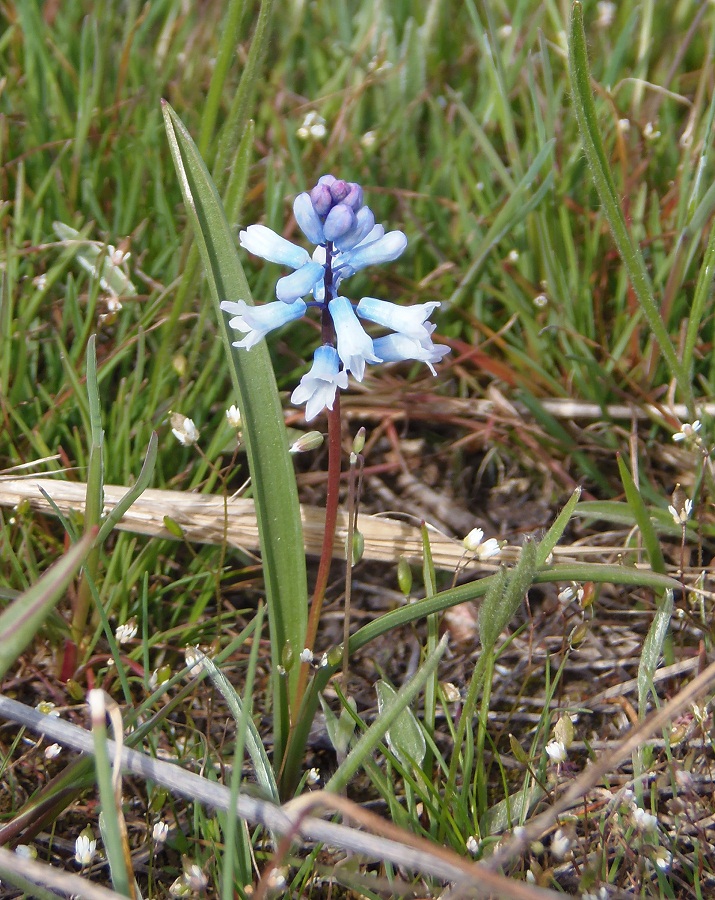 Image of Hyacinthella leucophaea specimen.