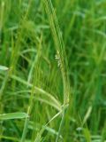 Hordeum distichon