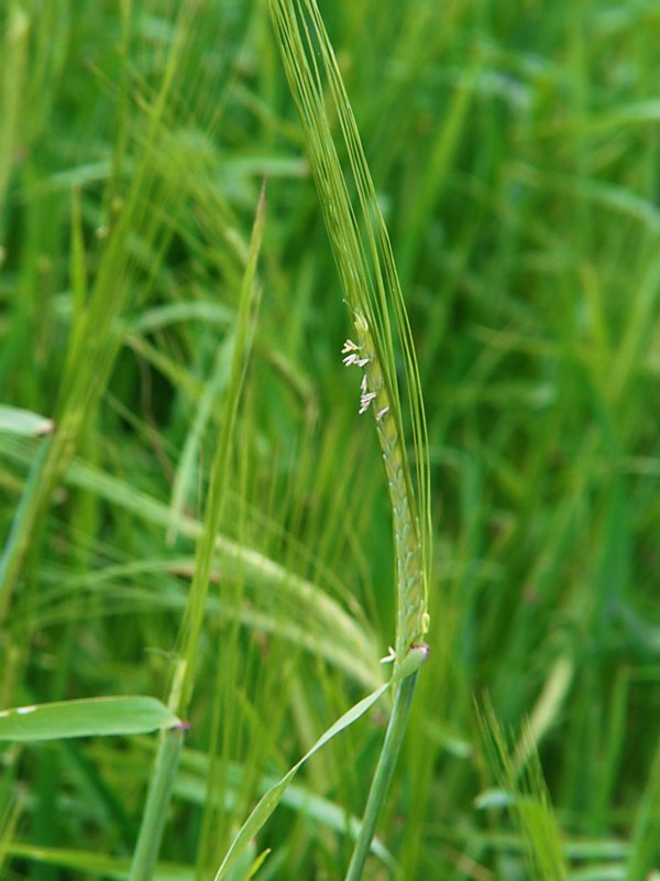 Image of Hordeum distichon specimen.