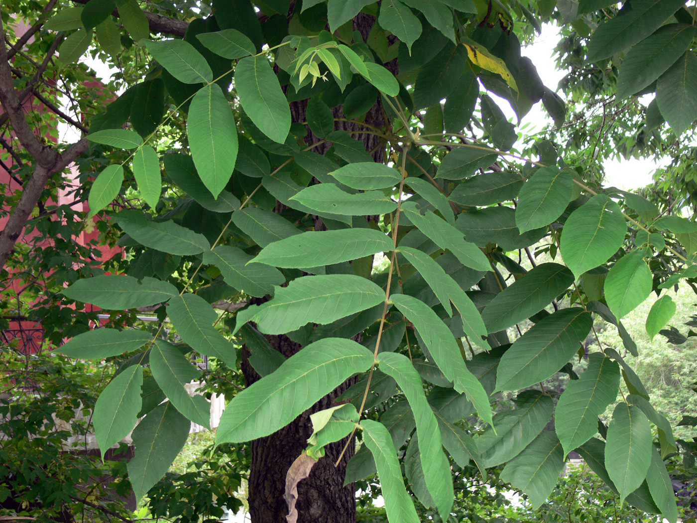 Изображение особи Juglans mandshurica.