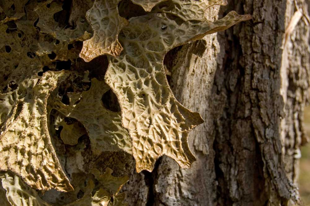 Image of Lobaria pulmonaria specimen.