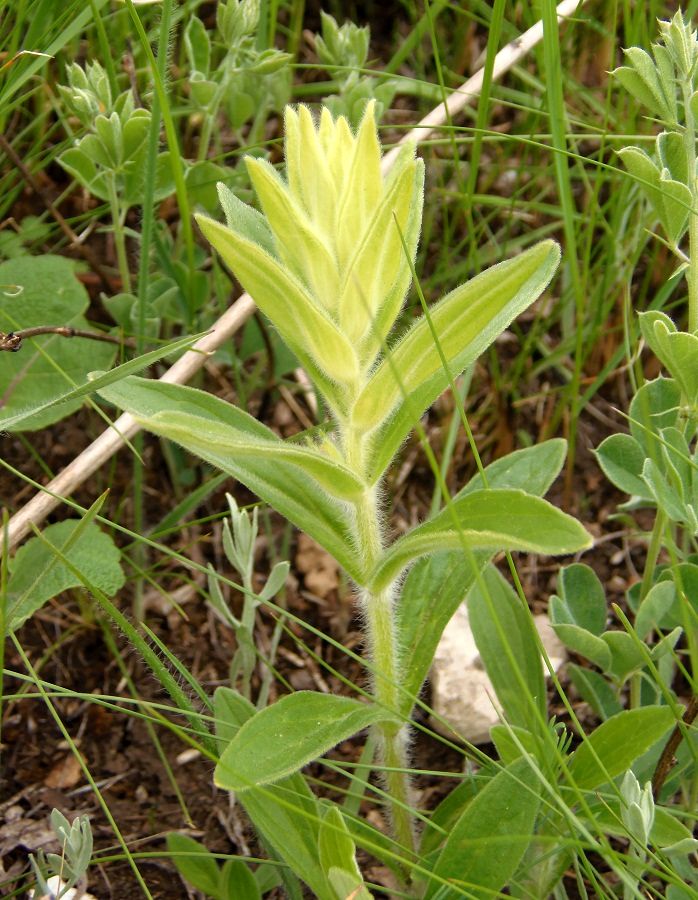 Image of Ajuga laxmannii specimen.