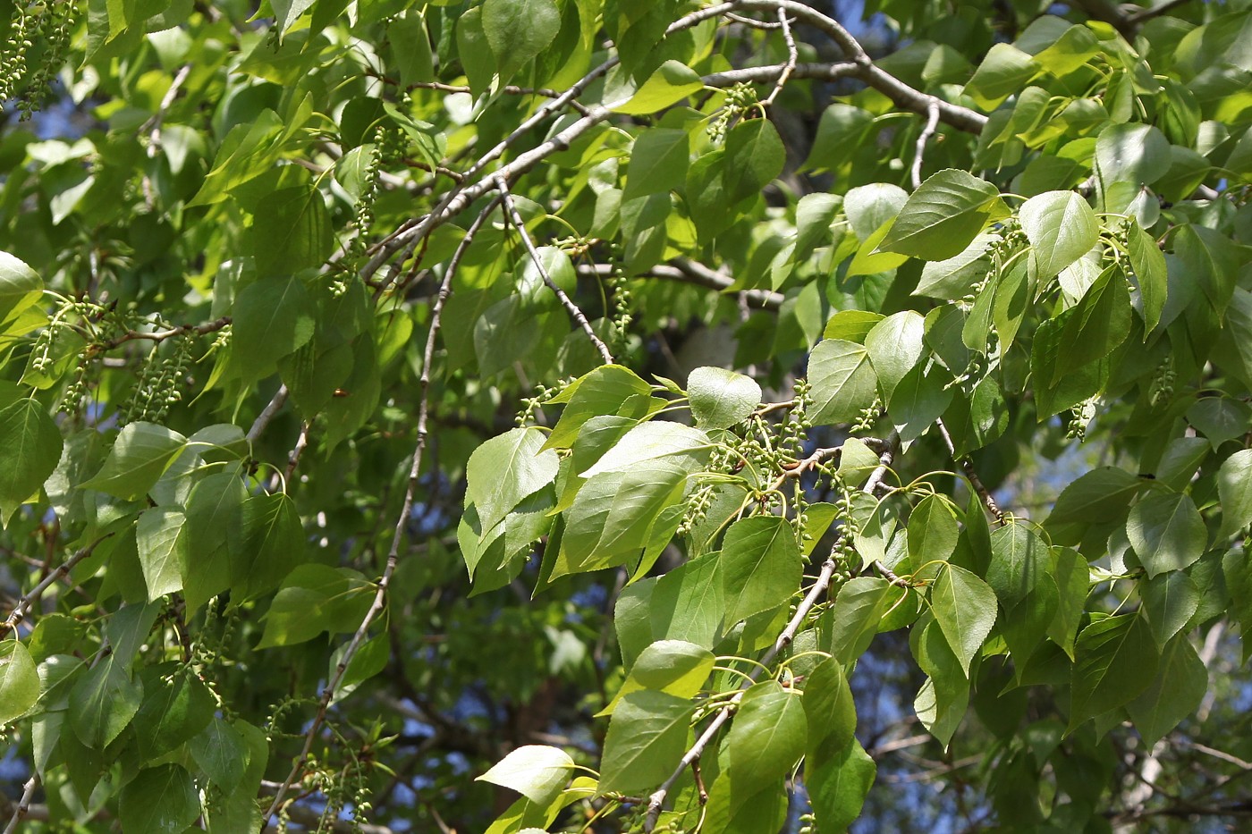 Image of Populus &times; sibirica specimen.