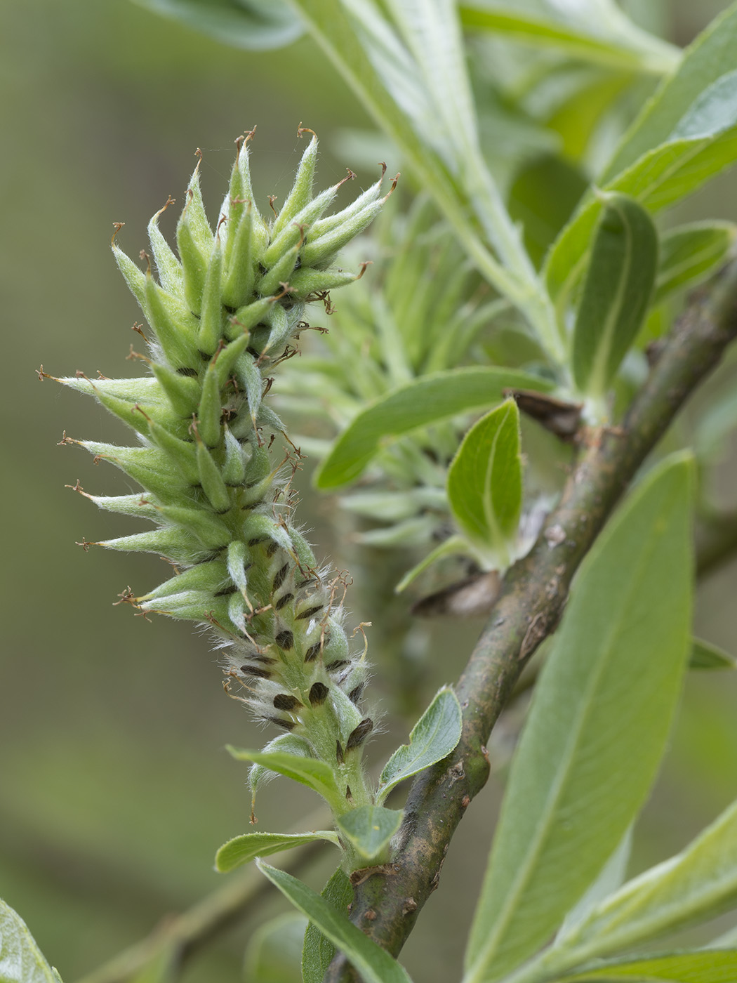 Image of Salix gmelinii specimen.