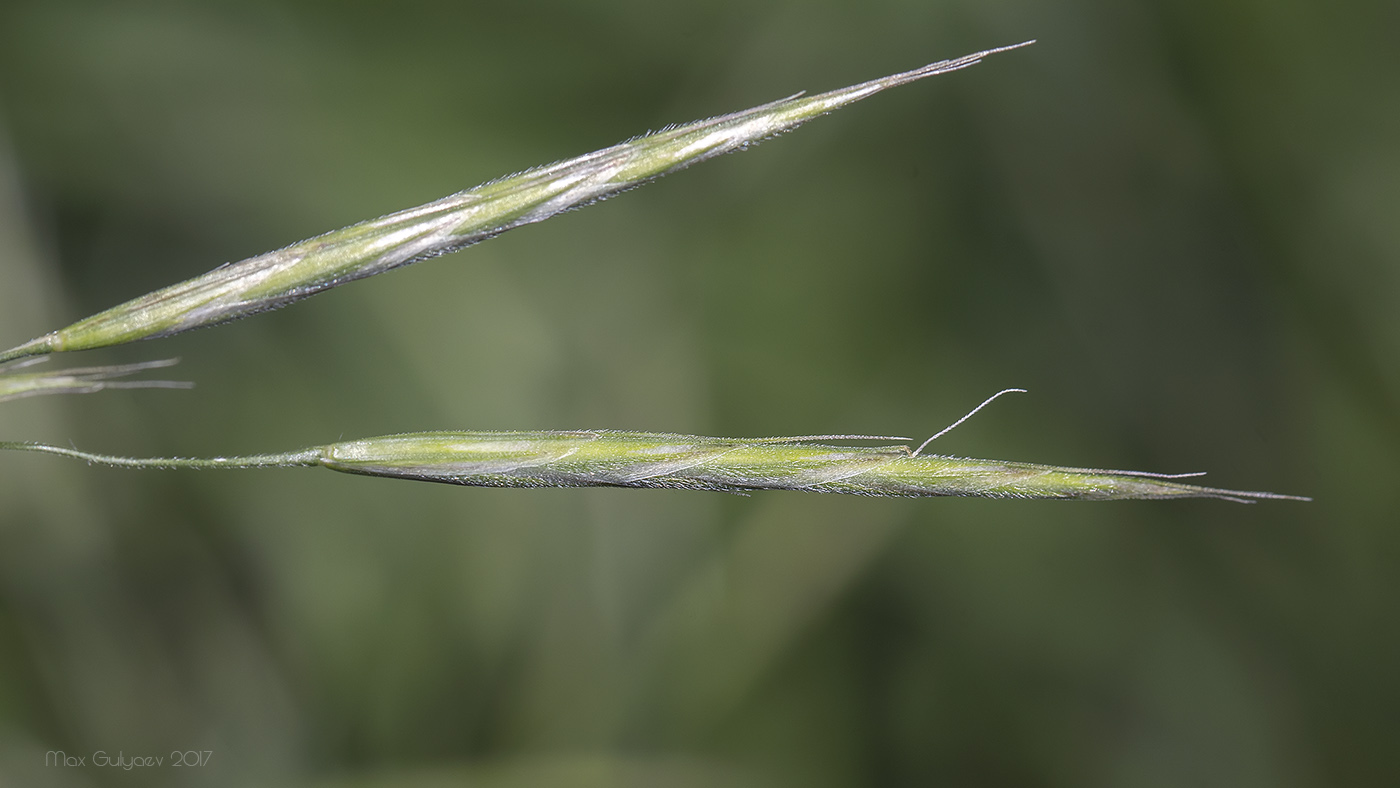 Изображение особи Bromopsis riparia.