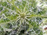 Silybum marianum