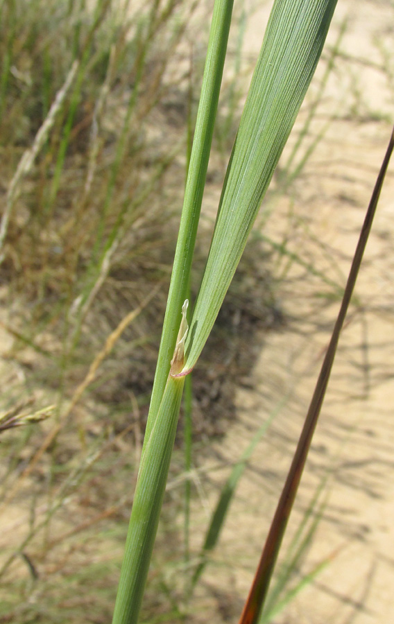 Image of Calamagrostis pseudophragmites specimen.