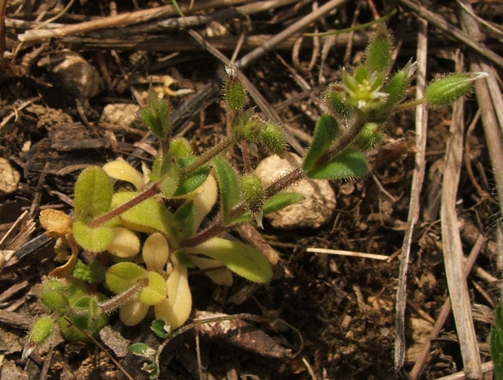 Image of Cerastium semidecandrum specimen.