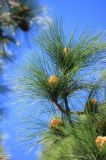 Pinus roxburghii. Веточка с микростробилами. Абхазия, г. Сухум, Сухумский ботанический сад, в культуре. 7 марта 2016 г.