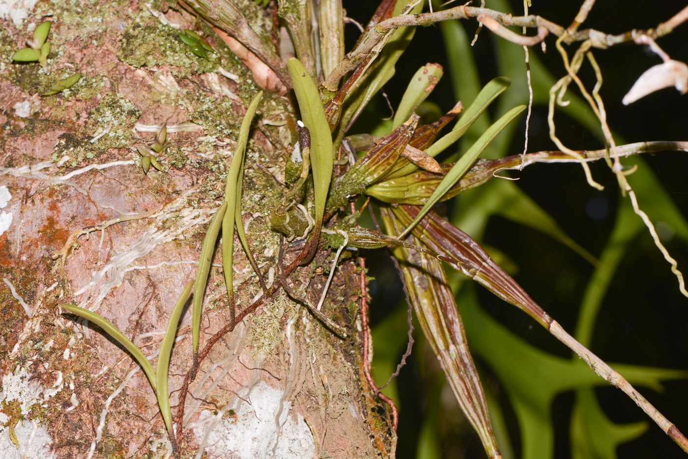 Изображение особи Dendrobium crumenatum.