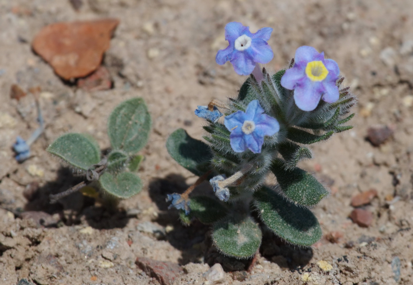 Изображение особи Arnebia obovata.