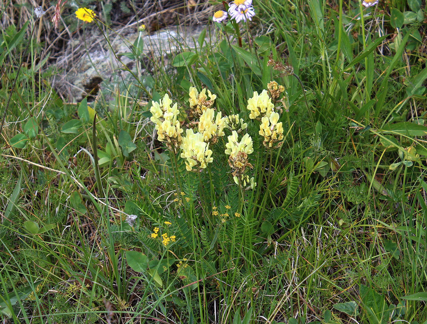 Изображение особи Oxytropis kubanensis.