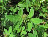 Trifolium medium