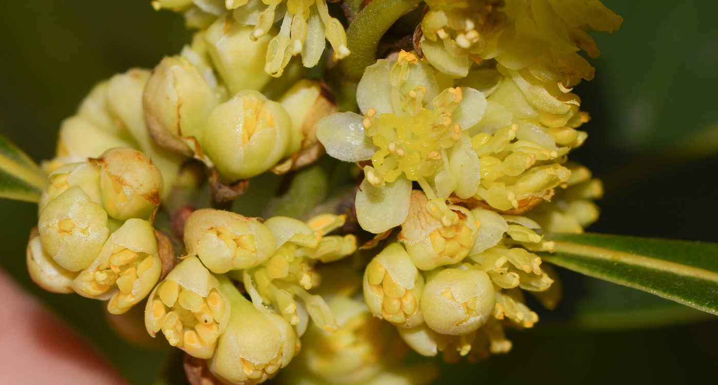 Image of Laurus novocanariensis specimen.