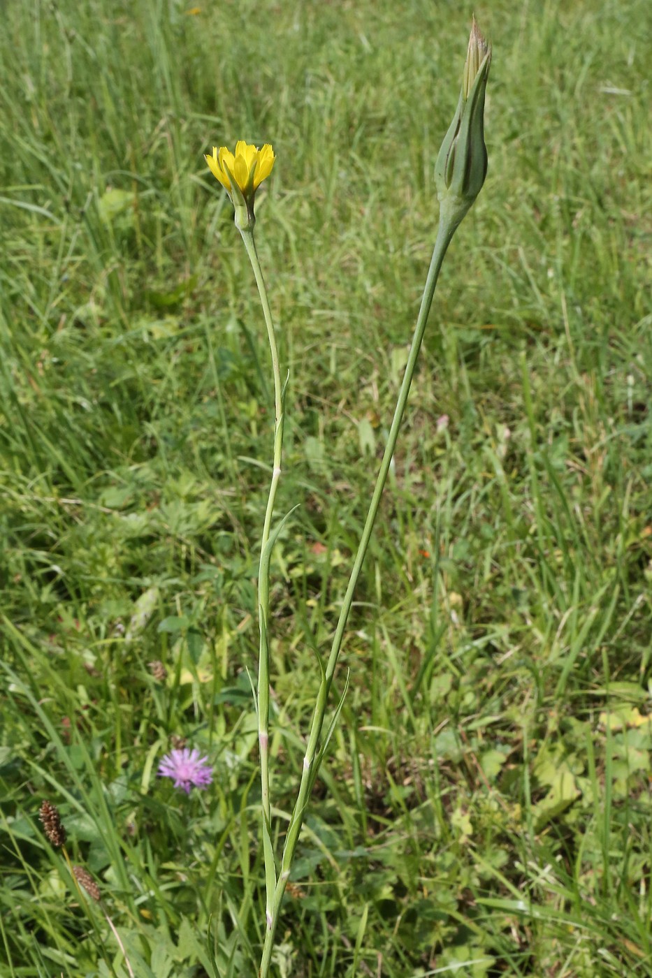 Изображение особи Tragopogon pratensis.