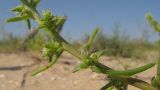 Salsola pontica. Часть веточки цветущего растения. Краснодарский край, м/о город-курорт Анапа, окр. с. Витязево, дюна Витязевской косы. 05.08.2017.