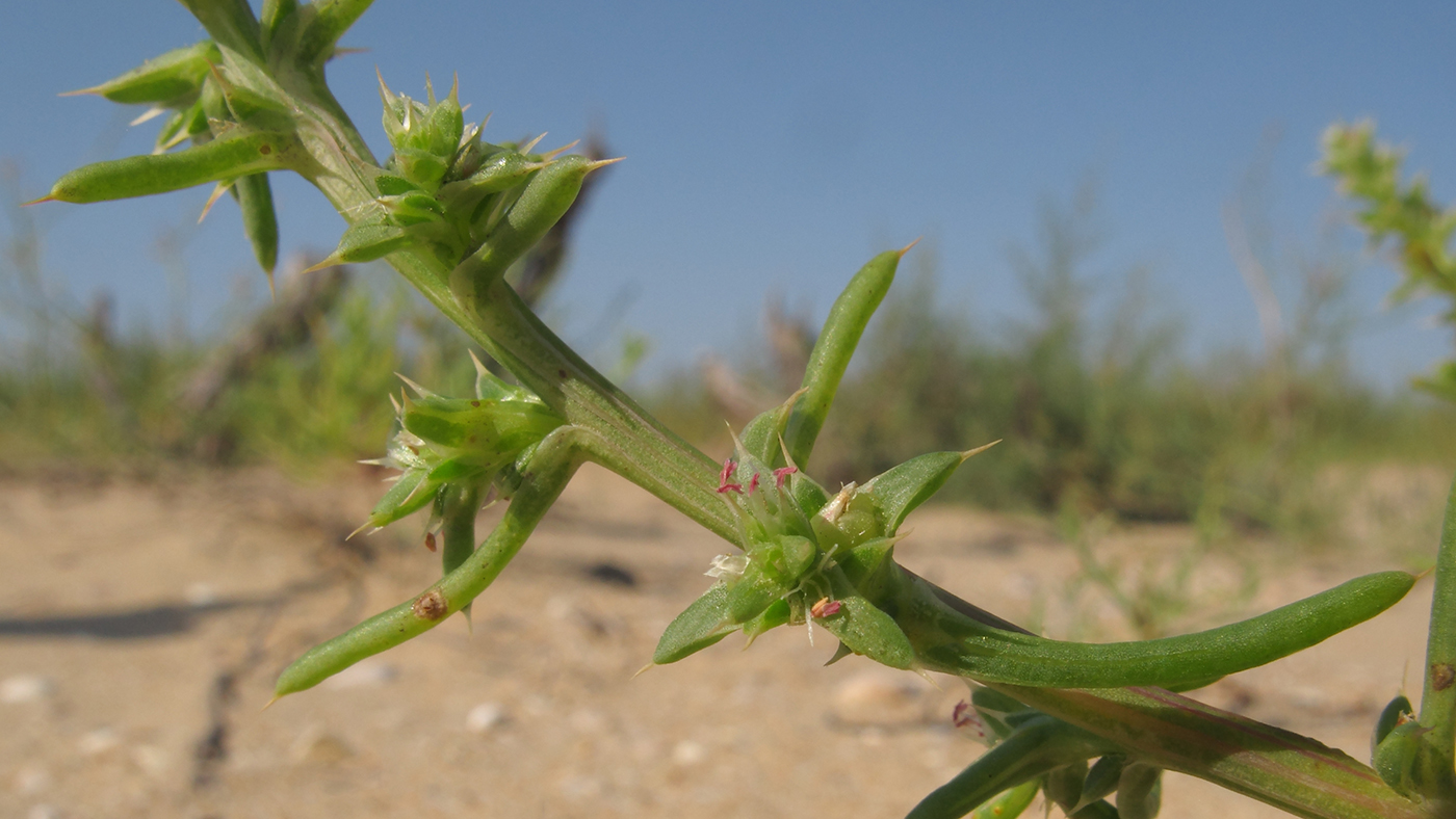 Image of Salsola pontica specimen.