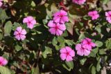 Catharanthus roseus