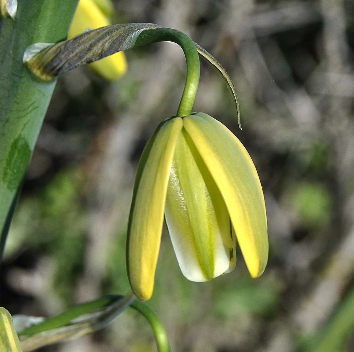 Image of Albuca flaccida specimen.