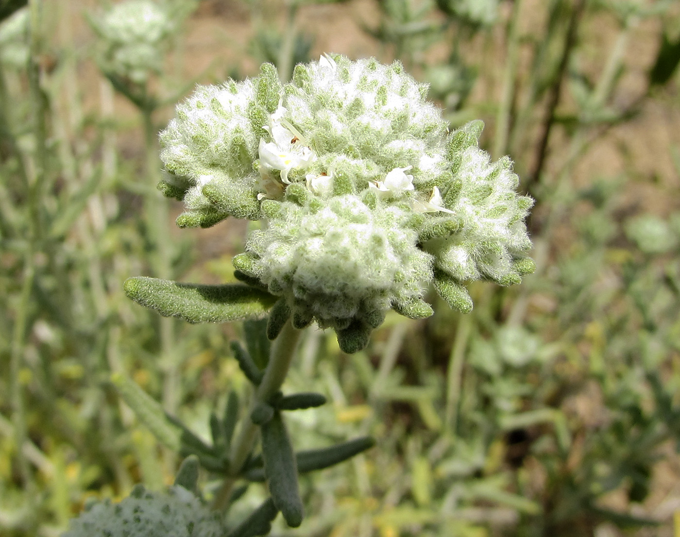 Изображение особи род Teucrium.