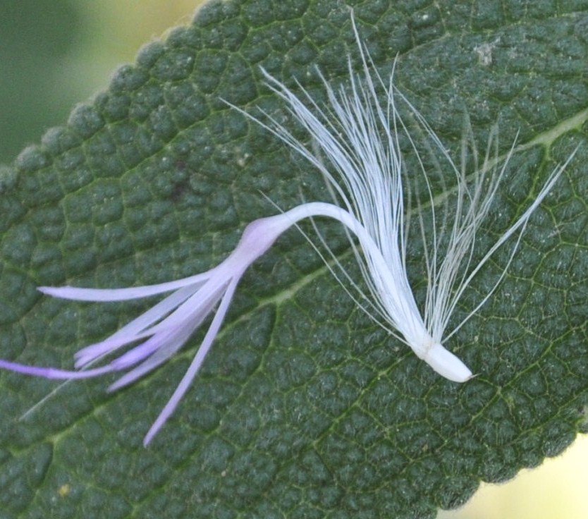 Image of Carduus candicans specimen.