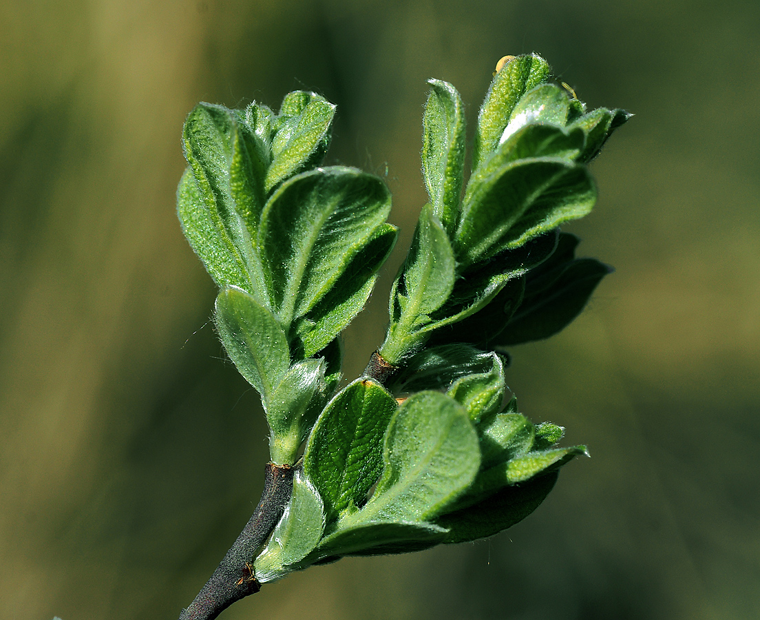 Image of Salix aurita specimen.