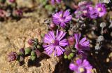 Ruschia subsphaerica