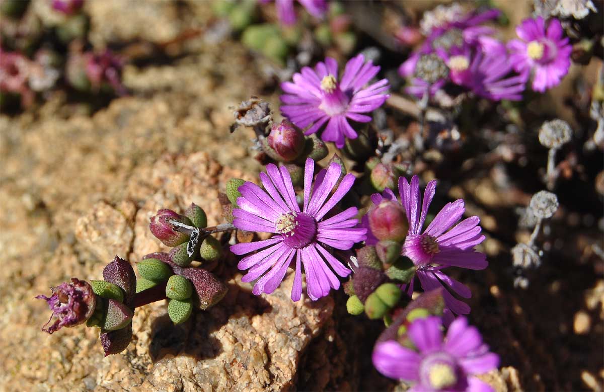 Image of Ruschia subsphaerica specimen.