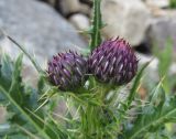 Cirsium elbrusense. Верхушка побега с нераскрывшимися соцветиями. Кабардино-Балкария, Эльбрусский р-н, долина р. Ирик, ок. 2200 м н.у.м., у ручья. 28.07.2017.