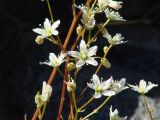 Saxifraga spinulosa. Части соцветий. Иркутская обл., Шелеховский р-н, окр. с. Шаманка, берег р. Иркут близ устья р. Куйтун, на скале. 02.06.2017.