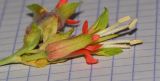 Image of taxon representative. Author is Татьяна Мальчинская
