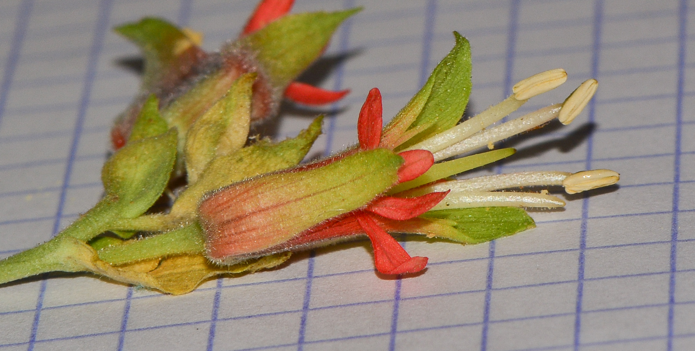 Image of Melianthus comosus specimen.