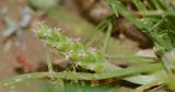 Plantago crypsoides. Листья и соцветие. Израиль, Самарийская пустыня, граница с долиной р. Иордан, южнее поселения Сдемот Мекола. 16.03.2017.