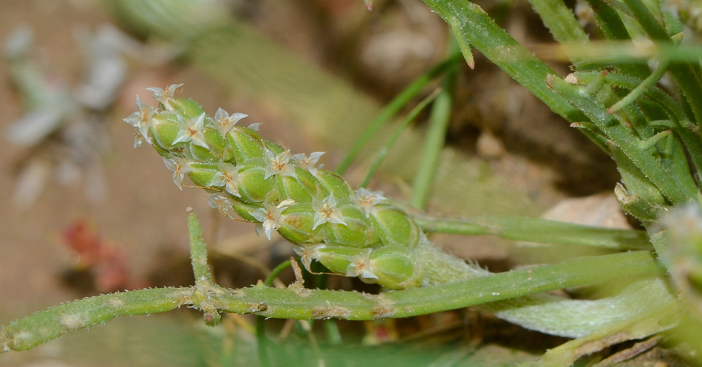 Image of Plantago crypsoides specimen.