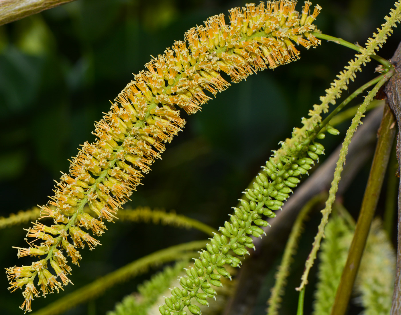 Image of Prosopis juliflora specimen.